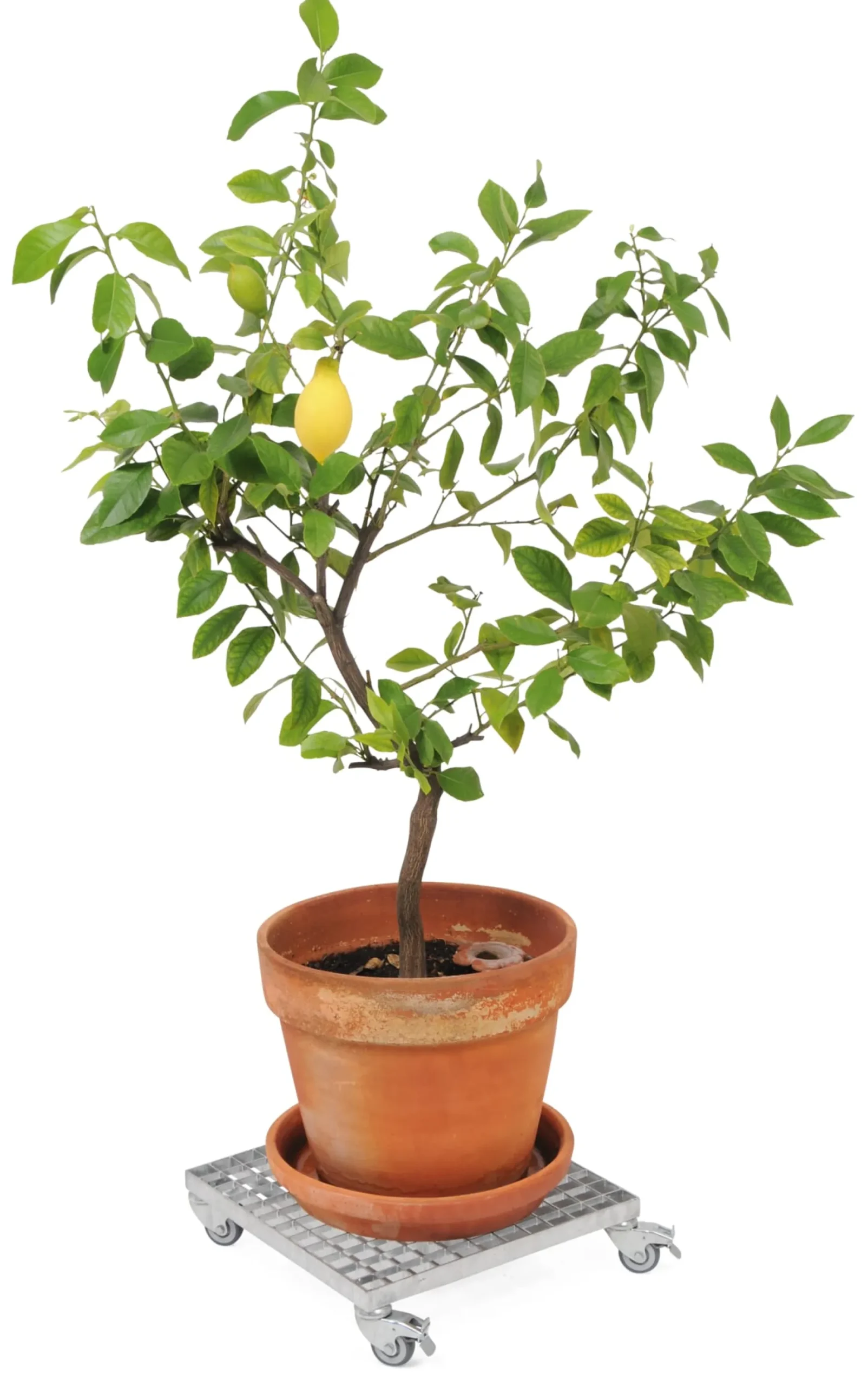 Rollpodest Skwer Sale