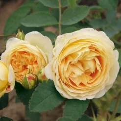 Rosenhof Schultheis Romantikrose 'Felidae' New