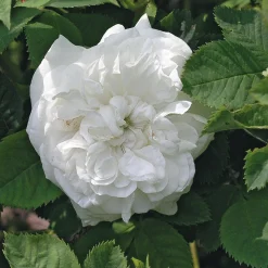 Manufactum Rosenhecke Bauerngarten Outlet