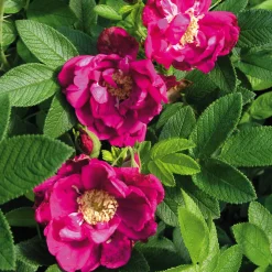 Manufactum Rosenhecke Friesenwall Sale