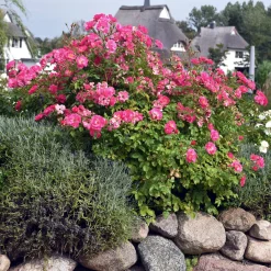 Manufactum Rosenhecke Friesenwall Sale