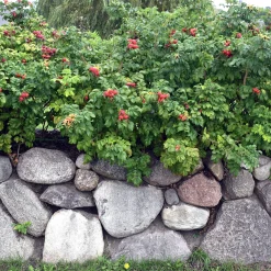 Manufactum Rosenhecke Friesenwall Sale