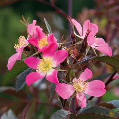 Manufactum Rosenhecke Heimische Wildrosen Outlet