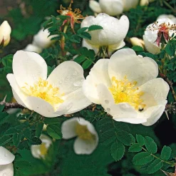 Manufactum Rosenhecke Heimische Wildrosen Outlet