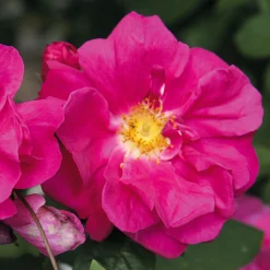 Manufactum Rosenhecke Heimische Wildrosen Outlet