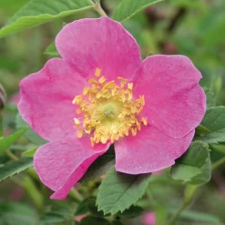 Manufactum Rosenhecke Heimische Wildrosen Outlet