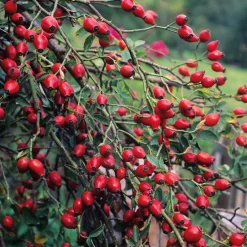 Manufactum Rosenpaket Hagebuttenrosen