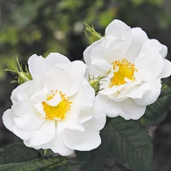 Manufactum Rosenpaket Hagebuttenrosen