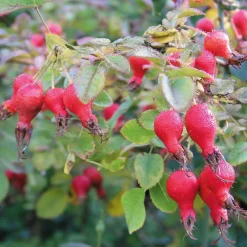 Manufactum Rosenpaket Hagebuttenrosen