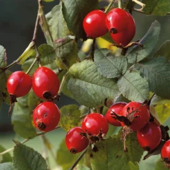 Manufactum Rosenpaket Hagebuttenrosen