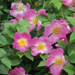 Manufactum Rosenpaket Hagebuttenrosen