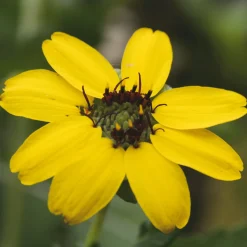 Manufactum Saatgut Gemüse und Blumen für Kinder Online