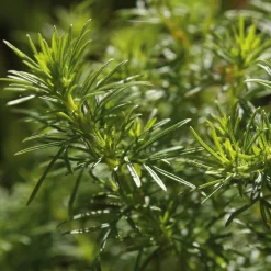Manufactum Saatgut Gemüse und Blumen für Kinder Online