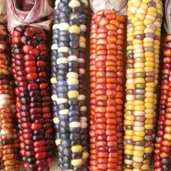 Manufactum Saatgut Gemüse und Blumen für Kinder Online