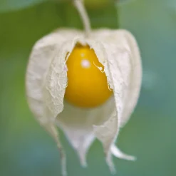 Manufactum Saatgut Gemüse und Blumen für Kinder Online