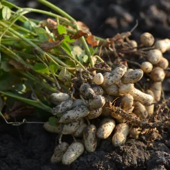 Manufactum Saatgut Gemüse und Blumen für Kinder Online