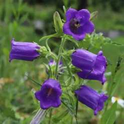 Saat & Gut Saatgutset im Holzkästchen Online