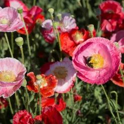 Saat & Gut Saatgutset im Holzkästchen Online