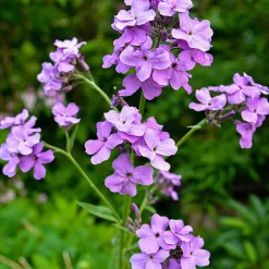 Saat & Gut Saatgutset im Holzkästchen Online