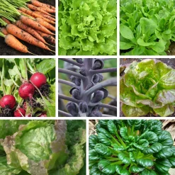 Saat & Gut Saatgutset im Holzkästchen Hot