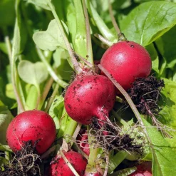 Saat & Gut Saatgutset im Holzkästchen Hot