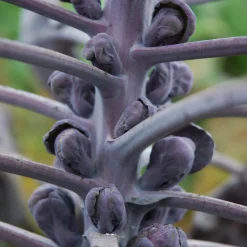 Saat & Gut Saatgutset im Holzkästchen Hot