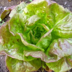 Saat & Gut Saatgutset im Holzkästchen Hot