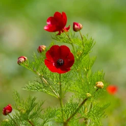 Saat & Gut Saatgutset im Holzkästchen Discount