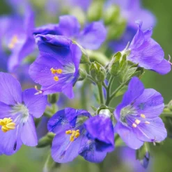 Saat & Gut Saatgutset im Holzkästchen Discount