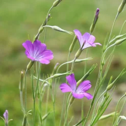Saat & Gut Saatgutset im Holzkästchen Discount