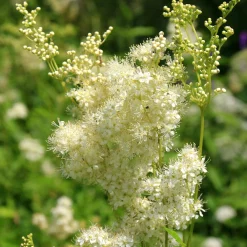 Saat & Gut Saatgutset im Holzkästchen Discount