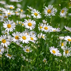 Saat & Gut Saatgutset im Holzkästchen Discount