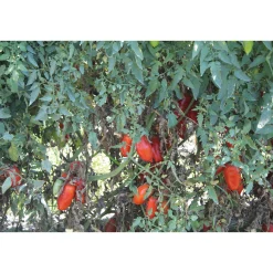 Manufactum San-Marzano-Tomaten Sale