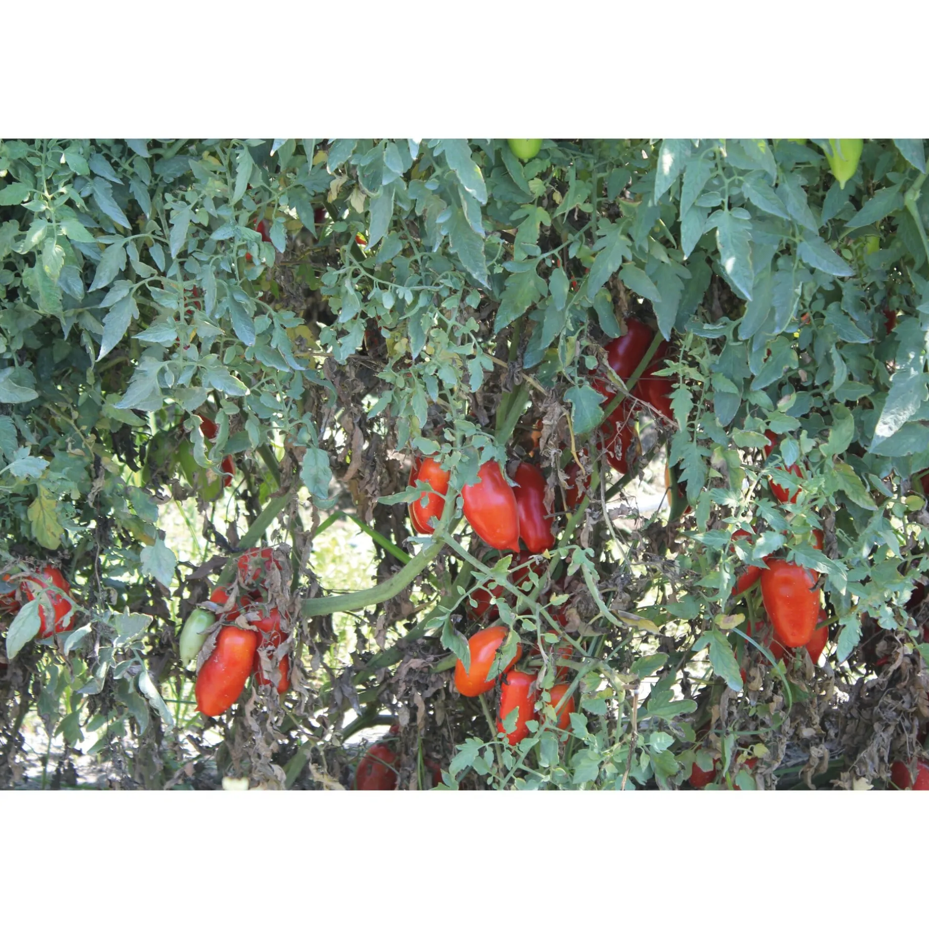 Manufactum San-Marzano-Tomaten Sale