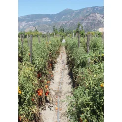 Manufactum San-Marzano-Tomaten Sale