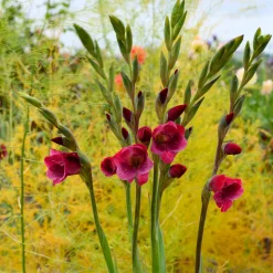Nijssen Tuin & Bulbs Schmetterlingsgladiole