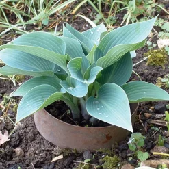 Slug Rings Schneckenring Kupfer Best