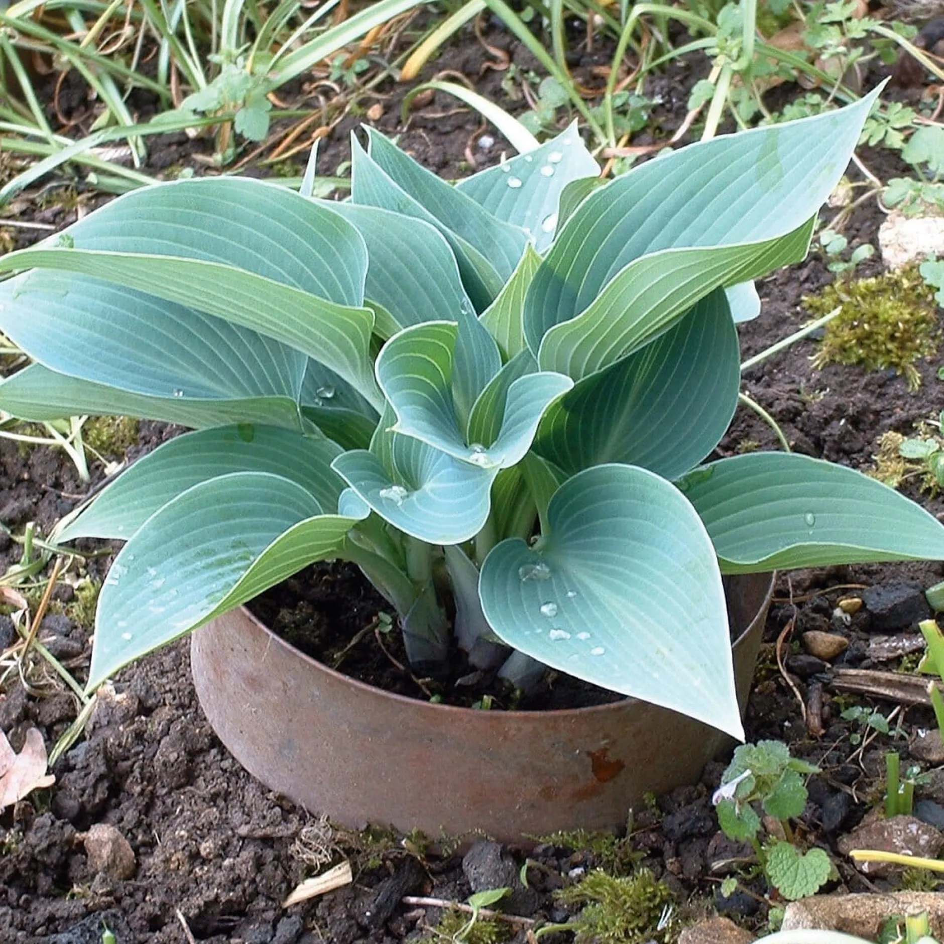 Slug Rings Schneckenring Kupfer Best