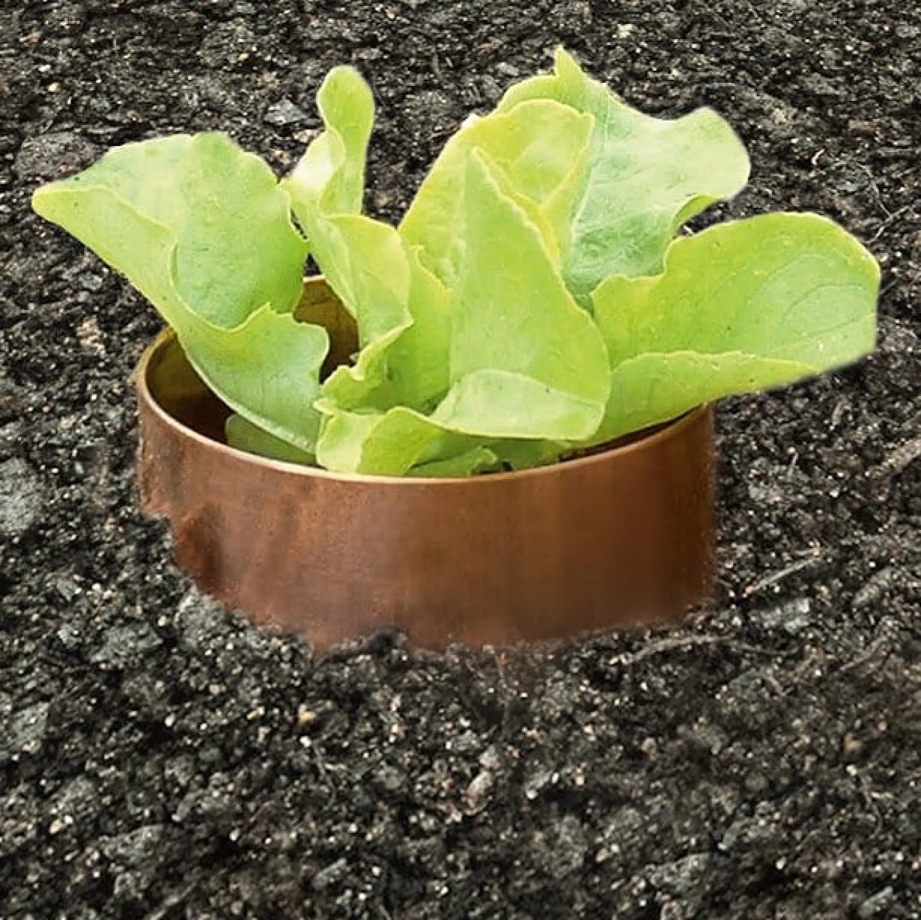 Slug Rings Schneckenring Kupfer Best