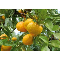 Consorzio il Tardivo di Ciaculli Sizilianischer Mandarinenfruchtaufstrich New