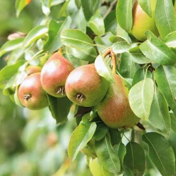 Martin Müller Baumschulen Sommerbirne 'Petersbirne'