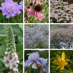 Staudengärtnerei Gaissmayer Stauden für den Klimawandel Hot