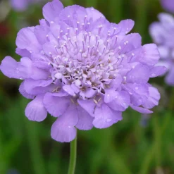 Staudengärtnerei Gaissmayer Stauden für den Klimawandel Hot