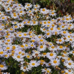 Staudengärtnerei Gaissmayer Stauden für den Klimawandel Hot