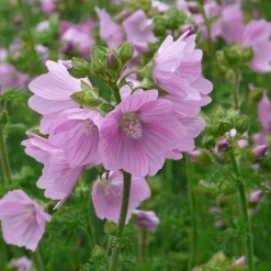 Staudengärtnerei Gaissmayer Stauden für (Wild-)Bienen und Schmetterlinge Discount