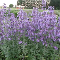 Staudengärtnerei Gaissmayer Stauden für (Wild-)Bienen und Schmetterlinge Discount