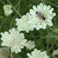 Staudengärtnerei Gaissmayer Stauden für (Wild-)Bienen und Schmetterlinge Discount
