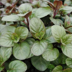 Manufactum Staudenpaket Gourmet- und Küchenkräuter Sale