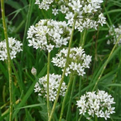 Manufactum Staudenpaket Gourmet- und Küchenkräuter Sale