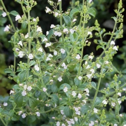 Manufactum Staudenpaket Gourmet- und Küchenkräuter Sale